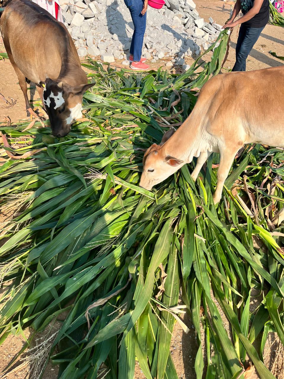 Calves eating fresh chara